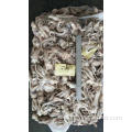 Tentacle Squid Frozen Illex Argentinus 80-100G